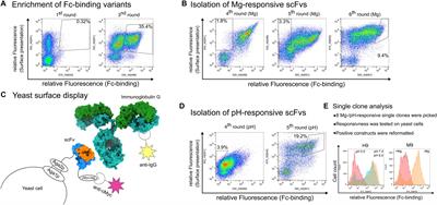 A Generic Procedure for the Isolation of pH- and Magnesium-Responsive Chicken scFvs for Downstream Purification of Human Antibodies